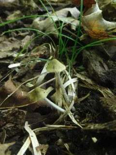 Entoloma flavoviride thumbnail 3