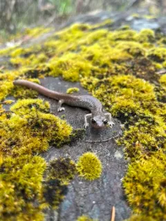 Scott Bar Salamander thumbnail 2