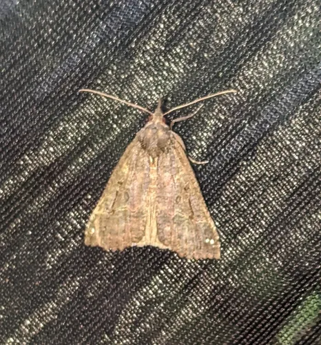 Hypena decorata