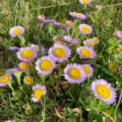 seaside daisy thumbnail 4
