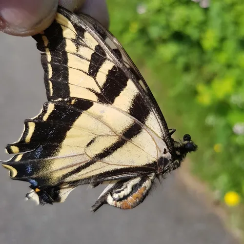 Western Tiger Swallowtail