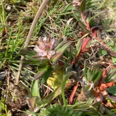 beach knotweed thumbnail 3
