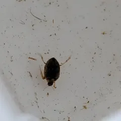 Peltodytes callosus thumbnail 2