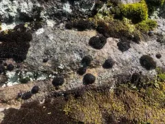 Roth's Andreaea Moss thumbnail 2