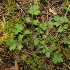 variableleaf collomia thumbnail 3