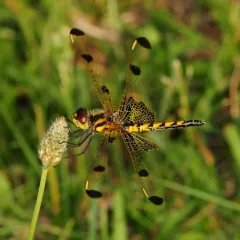Calico Pennant thumbnail 4