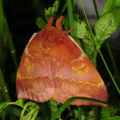 Io Moth