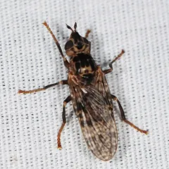 Sphecomyiella valida thumbnail 2