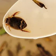Abbreviated Predaceous Diving Beetle thumbnail 2