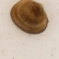 Lake Fingernailclam thumbnail 1