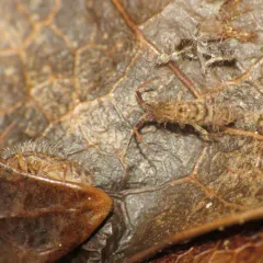 Shaggy Springtail thumbnail 4