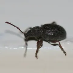 Strawberry Root Weevil thumbnail 2