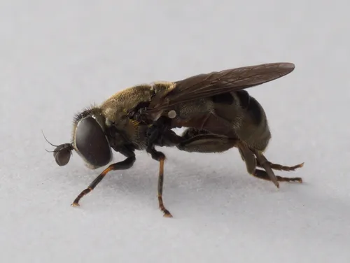 Lesser Bulb Fly