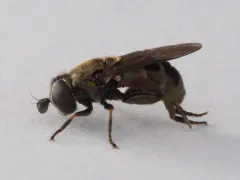 Lesser Bulb Fly thumbnail 1