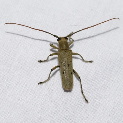 Linden Borer