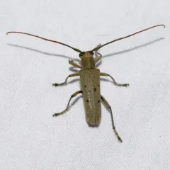 Linden Borer thumbnail 1
