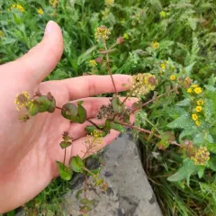 clasping pepperweed thumbnail 3