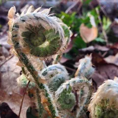 Christmas fern thumbnail 3