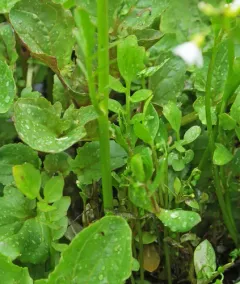 Western Bittercress thumbnail 2