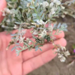 Buckwheat Milkvetch thumbnail 2