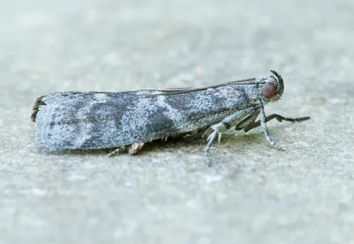 Tupelo Leaffolder Moth