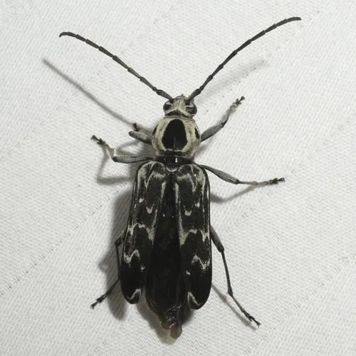 Fulminating Long-horned Beetle