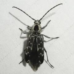 Fulminating Long-horned Beetle thumbnail 1
