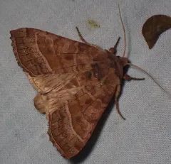 Hop Vine Borer Moth thumbnail 3