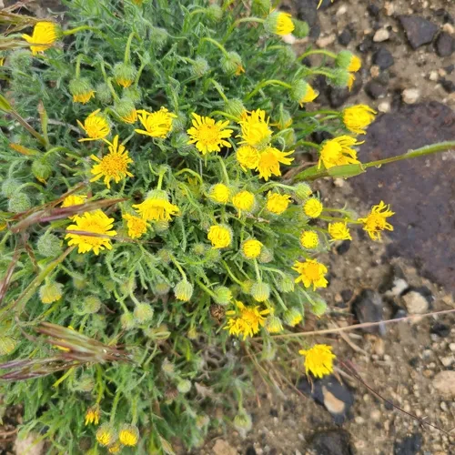 Piper's Daisy
