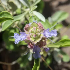 Dorr's Sage thumbnail 3
