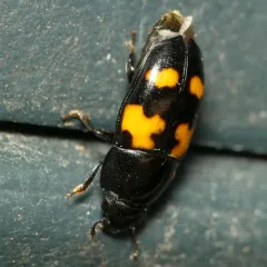 Picnic Beetle thumbnail 2