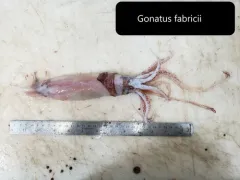 Boreoatlantic Gonate Squid thumbnail 2