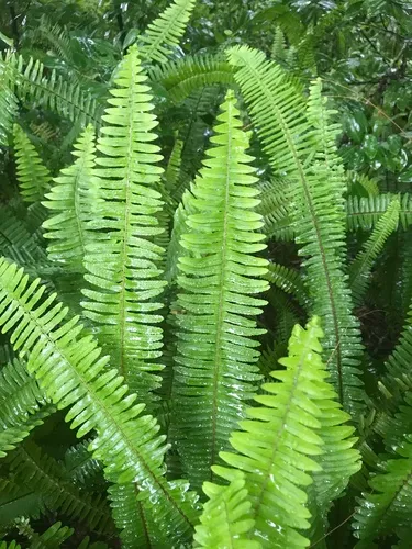 southern sword fern
