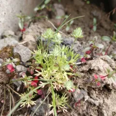 Curveseed Butterwort thumbnail 4