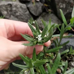 corn gromwell thumbnail 3