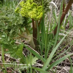 Carrotleaf Biscuitroot thumbnail 2