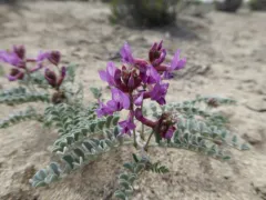 Bruneau Milkvetch thumbnail 3