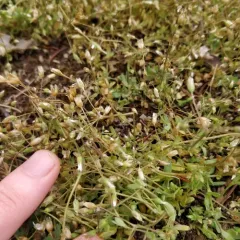 Jagged Chickweed thumbnail 4