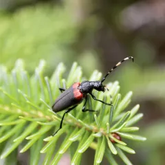 Red-shouldered Pine Borer thumbnail 4