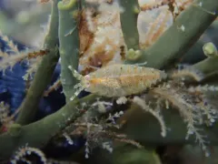 Gammarellus angulosus thumbnail 3