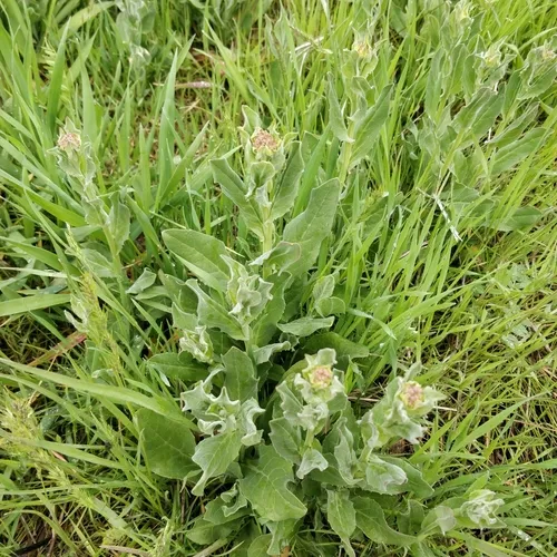 Heart-podded Hoary Cress