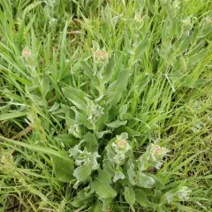Heart-podded Hoary Cress thumbnail 1