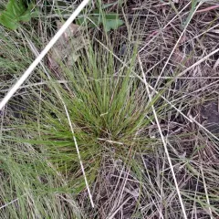 Idaho fescue thumbnail 3
