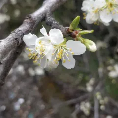 Plum thumbnail 3