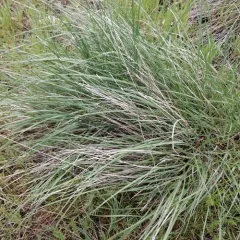 Bluebunch Wheatgrass thumbnail 3