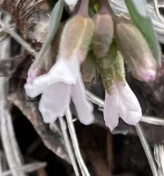 drummond's rockcress thumbnail 2