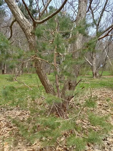 Virginia pine
