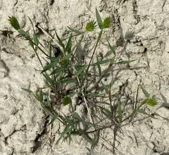 Annual False Wheatgrass thumbnail 2
