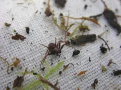 Xysticus pretiosus thumbnail 1