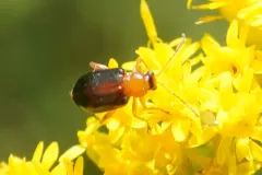 Luperaltica senilis thumbnail 2